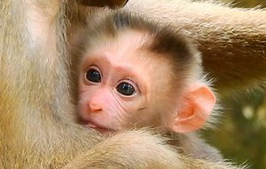 very beautiful newborn baby pigtail monkey Leo is extremely alert & adorable | Animals JoJo Family