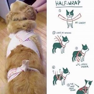 KNOW ANYONE WITH A DOG? Wrap a dog like this to help keep them calm during the 4th of July fireworks! Drawing by Lili Chin | Crafty Morning