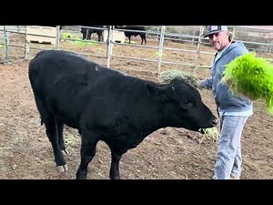 Feeding Fresh Barley Fodder to a Cow and a Bull | Sprouting Gear