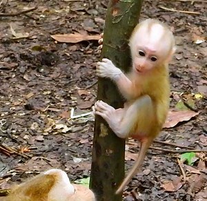 Bravo Tiny Baby Luno Enable Learn To Climb On The Tree So Bravely So Smart So Adorable | Pigtail Monkey Daily