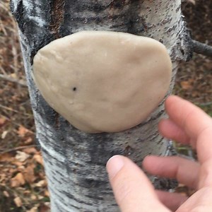 3 comments | As I get ready for an encaustic demonstration I’ve been looking at possibilities for molding nature objects. Trees work. Heat and press樂 no mold box, upside down or sideways #moldmaking #anytime @composimold_reusable_molds #encaustics #nature | ComposiMold | Facebook