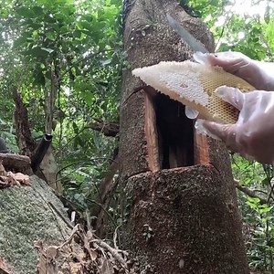 Honey Bee Cut Out from a Tree | Harvest Wild Honey | Bees Reels