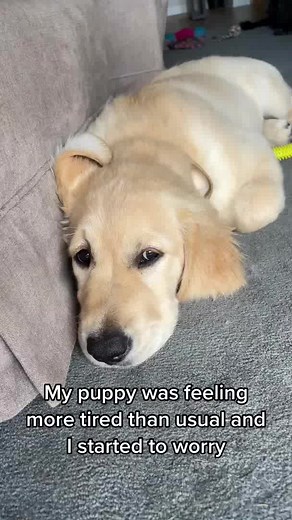 Be Alert: Female Puppies Can Suffer from UTIs and Bladder Infections Too! Know the Signs to Protect Your Furry Friend 🐶 #doghealth #pawandheart #puppycare #lovedogs #puppyhealth #caringforpuppies #puppytips #doglover | Paws & Hearts