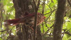 4K UHD 60fps - Northern Cardinal Cardinalis cardinalis female grooming its wet feathers in a tree