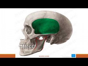 Temporal and infratemporal fossa