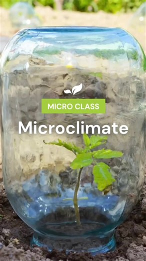Here are some tips for establishing microclimates: Choose the Right Location: Identify areas in your garden that already have some natural protection, such as walls, large trees or fences. These can act as windbreaks and provide warmth. Use Walls and Fences: North-facing walls and fences can absorb heat during the day and release it at night, creating a warmer environment. Consider placing heat-absorbing materials like stone or brick in your garden or constructing walls that can store heat. Add 