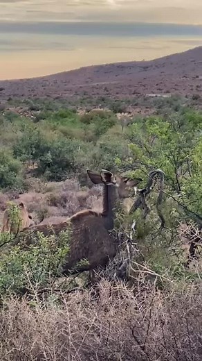 A kudu grazes delicately on acacia leaves, undeterred by the thorns.##wowafricasafaris #photosafari #traveldreams #greygostofafrica | WOW Africa
