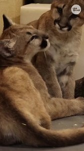 The Philadelphia Zoo is now caring for two orphaned puma cubs. The rescuers believe that their mother was shot by a farmer. | Bucks County Courier Times
