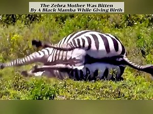 16K views · 164 reactions | The zebra mother was bitten by a black mamba while giving birth | FH Studios | Facebook