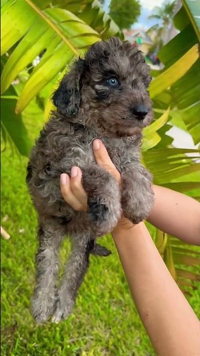 Merle Goldendoodle #goldendoodle #puppy