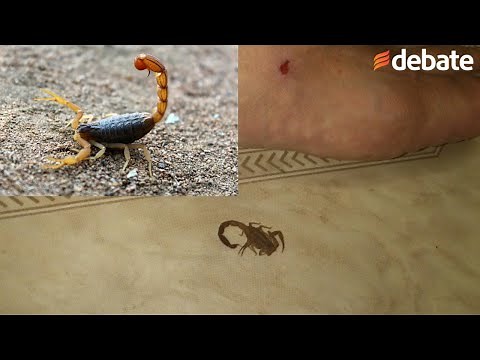 Alacranes: ¿Cómo identificar sus picaduras y qué hacer en caso de una?