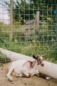 The Farm » MESA FARM + MARKET