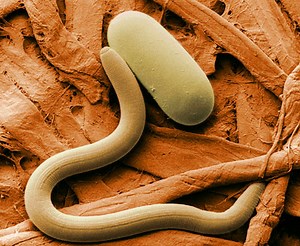 Phylum V: Nematoda
