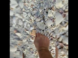 How To Find Shark Teeth