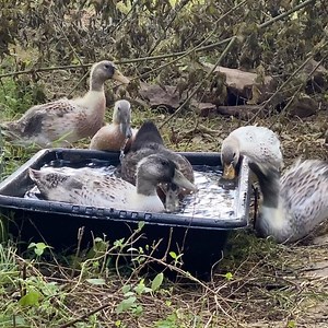 #WelshHarlequin 🦆 Update. | Doss Farms