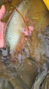 14K views · 112 reactions | Asian arowana 亚洲龍 | Asian-Arowana | Facebook