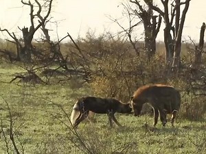 2.2K views · 30 reactions | wild dog and hyena | Wild Nature | Facebook