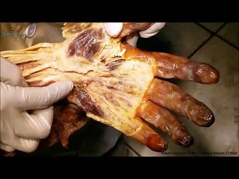 Superficial Muscles of the Hand - Human Cadaveric Dissection Videos