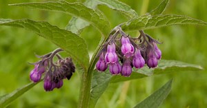 La consoude, une véritable alliée du jardin