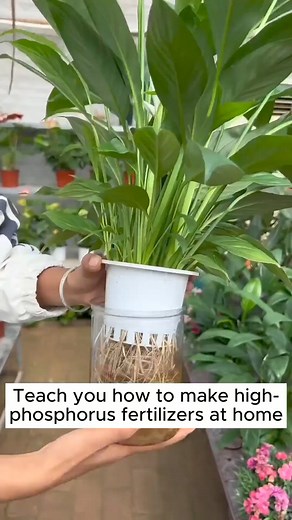 3.2K views · 60 reactions | How to make phosphorus fertilizer #gardeninggoals #gardeningistherapy #gardeningtips #gardeninglife #gardening_love #gardeninguk #gardening101 #gardeningtools #gardeningislife #gardeningtherapy #gardeningknowhow #gardeningseason #gardeningismytherapy #gardeningmakesmehappy #gardeningaustraliamag #gardeningday #gardeningideas #gardeningphoto | Gardening Tips | Facebook