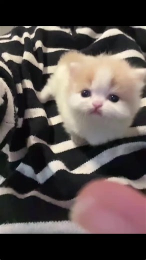 Cutie Pet sur TikTok