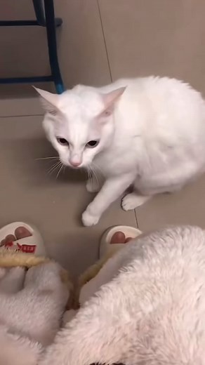 Don’t worry it’s not a real taser 😻🐱 #catlover #cats #kitty #CatsOfFacebook #CatLoversClub #CatsOfTheWorld #WhiskerWednesday #MeowMonday . . . #catphotographer #mycat #cats🐱 #cutecat #kucing #pet #kitty #cat #catlover #cats #kitty #CatLoversClub #CatsOfFacebook #CatsOfTheWorld #WhiskerWednesday #MeowMonday | Purrfect Cats