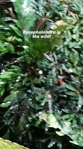 Tahom2x!!!🤩 Bucephalandra in the wild/natural habitat!🌱 #aquascapingnegros #aquascaping #aquarium #plantedaquarium | Aquascaping Negros