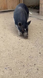 12 reactions | Pig update - 1st clip - mom and 5 babies 2nd clip -...