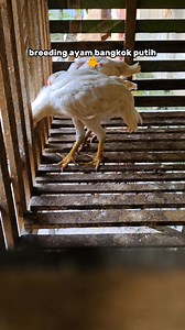 BREEDING AYAM BANGKOK PUTIH #ayambangkok #ayamputih #fyp Bagian 4 | Dhamar Wulan | Facebook