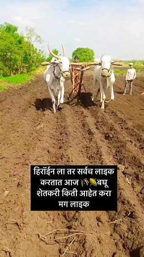 31K views · 1.2K reactions | करा लाइक ❤️ #shetkari #shetkari_raja #Sheri #shettale #bailgada #shetkari_pattern✌️ #shetkariputra #shetkaribusiness #shetkaribrand #bailgadasharyat #bailgadamalak #bailgadapremi #bailgadapremi❣️ | शेतकरी माणूस shetkari manus | Facebook