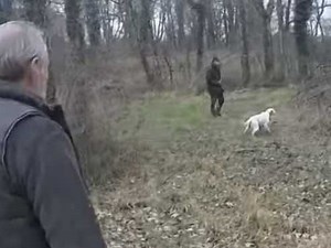 Un concours de chien d'arrêt sur perdreau (vidéo)