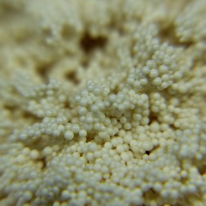 [Hot Item] Simple Operation Water Treatment Resin for Pfas Removal From Water and Other Solutions