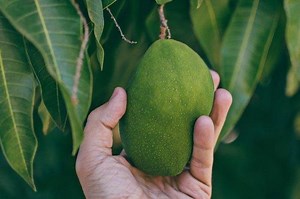 Arti Kata Petik Mangga, Istilah yang Viral di Salah Satu Pijat Refleksi - Sonora.id