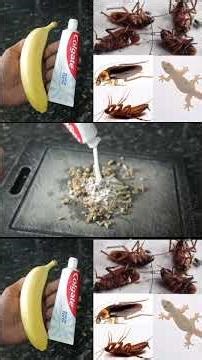 Don’t throw Banana Peel | How To Kill Cockroach , Lizard Within ONE minute | Home Remedy | Mr maker