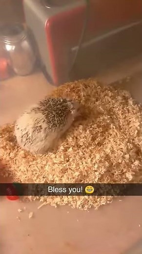 Hedgehog sneezes!