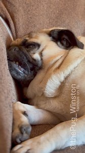 Sweet dreams are made of cheese #pug #cheesetax | Winston The Pug