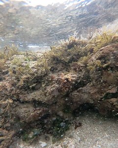 Puerto Viejo underwater! 🐠🐡🐙🦑🐟🦐🦀 . . . . #lolitaink #goprohero7 #puertoviejolimon | La Lola Ink