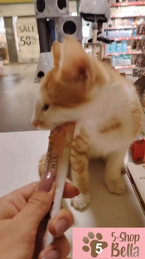 Kad kažeš “poslastica”, a Kapi shvati doslovno! 😹 Naš žuto-bijeli gost u Bella Pet Shopu Tuzla nije samo polizao Licky – on je krenuo pojesti i tubu, i ruku, i sve što mu se našlo pod zubom! 😂 Ako niste probali Licky s vašom macom, niste vidjeli šta je prava mačja strast. Kapi kaže: “Nema čekanja, daj sve odmah!” 😼 Navratite kod nas – možda i vaš ljubimac poludi za Lickyjem (al’ bolje držite papir dalje 😅). #KapiMačak #BellaPetShopTuzla #LickyLudilo #MaceNapadaju #MačjaPoslastica | 5-Shop "B