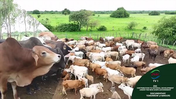 Zambia National Service on Reels