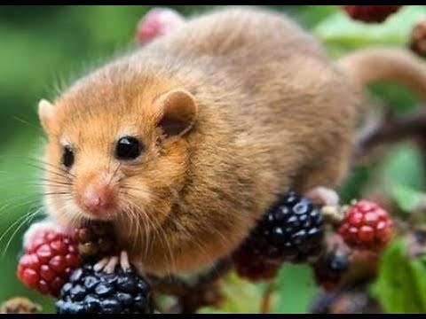 Hazel Dormouse Compliation