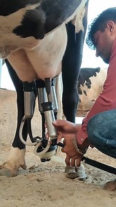 Milking machine dairy #reel #reels #villgea #cow | Naresh Chaudhary Nenava