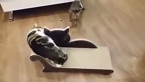 8.5K views · 328 reactions | We have had a new delivery of cat furniture from 3FatCats and Daisy wants to make sure everyone know it's hers ! We hadn't even put the cat nip on yet ! Kittycafe.co.uk | Kitty Café | Facebook