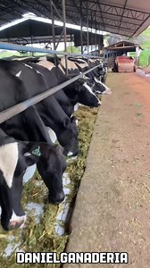 Vacas Holstein 🐮 | Daniel Ganaderia