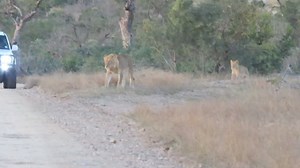 29K views · 548 reactions | Lion cub lagging behind of the pride due to an injury #reels #trend #viral #epic #Amazing #video #travel #Wildlife #nature #trending #wild #Leo #lions #canon #pride | African Bush Kingdom | Facebook