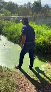 The biggest gator ever filmed | Jacksonville Florida "The 904"