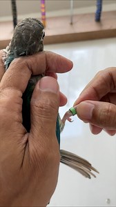 35K views · 539 reactions | How to ring & Handle adult Green Cheek Conure列 | Myko's Aviary | Facebook