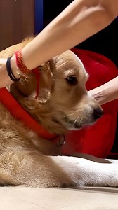 733K views · 10K reactions | No fur baby gets too far away with the JioTag Air.  : Instagram/alex_thegoldendog #JioTagAir #WithLoveFromJio | Jio | Facebook