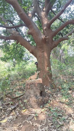 Dear attack 🐅🐅#shortsreels #viralreelsシ #viralreels #viralvideoreels #shortsvideo #jewelry #trending #viralvideo #viral | Pratap Dehury