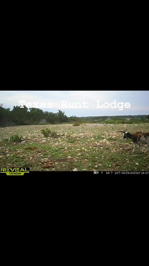 Four Horn & Catalina #texashuntlodge | Texas Hunt Lodge