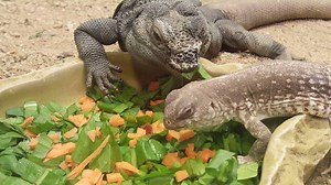 Sharing is caring! Our chuckwalla and desert iguana friends enjoyed a breakfast salad this morning. Yummy! 🥗 | Springs Preserve